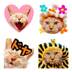 me-chan is a cat