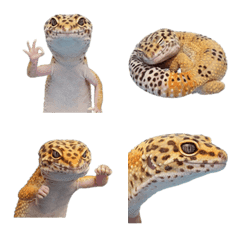 豹紋壁虎真人表演