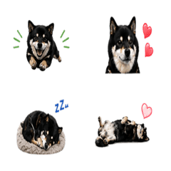 Black mameshiba Emoji 2