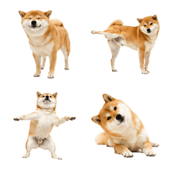 Chill Shiba Emoji