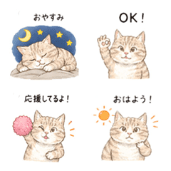 my ugly cat