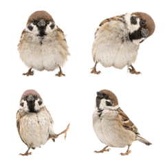 Little Sparrow Emojis