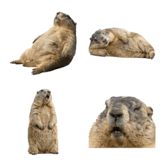 Marmot 11