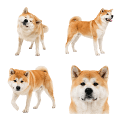 Akita dog !