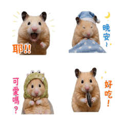 hamupipi_hamster 2