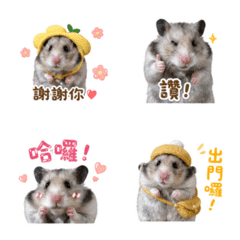 hamupapa_hamster 2