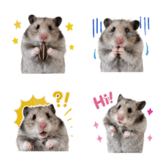 hamupapa_hamster