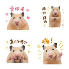 hamupipi_hamster 3