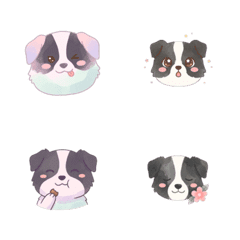 邊境牧羊犬 暖心 - AG