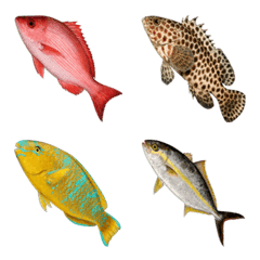 海釣魚種