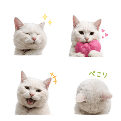 My cat Milk