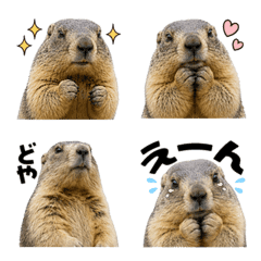 Marmot 12