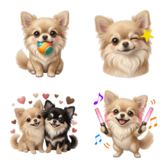 Daily Fluffy Long haired Chihuahua