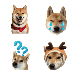 Healing Shiba Inu Masaru vol.2