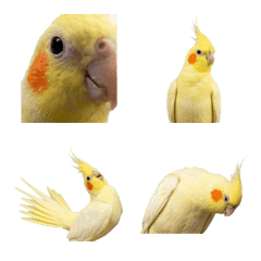 玄鳳鸚鵡 (Lutino) 真人表演