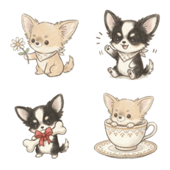 cute chiwawa