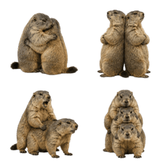 Marmot 13