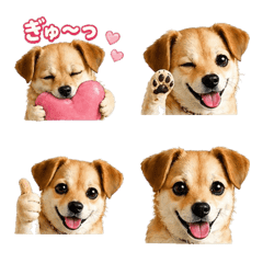 Maruko_dog