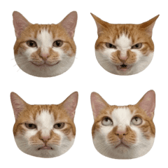 Fat cattt