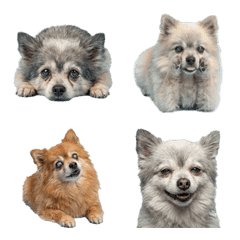 老狗博美犬真人表演
