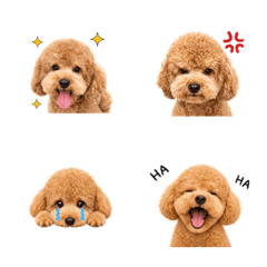 是個貴賓