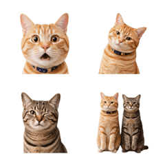 Realistic Ginger & Tabby Cat Emojis