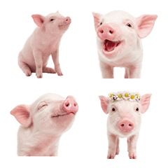 Little Piggy Vibes
