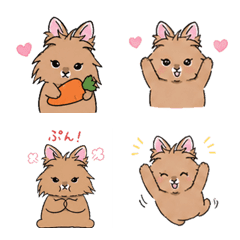 LIONRabbit SOL
