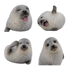 Cute Spotted Seal Life