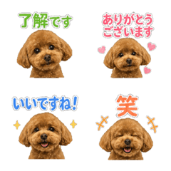 Fluffy Toy Poodle Daily Emoji