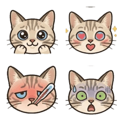 Plump Tabby Cat: Daily Emoji
