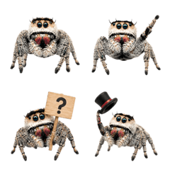 Jumping spider