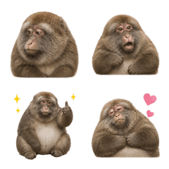 Tibetan macaque