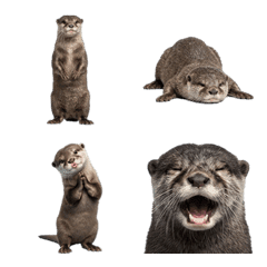 水獺真人表演！ ！