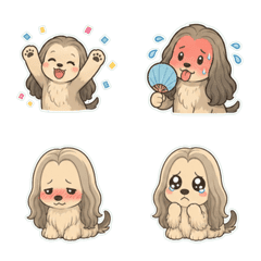 阿富汗獵犬奶油色鹽系 1