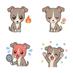 義大利靈緹犬奶油色鹽系 1
