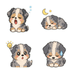 澳洲牧羊犬奶油色鹽系 1
