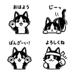 Black and white cat one