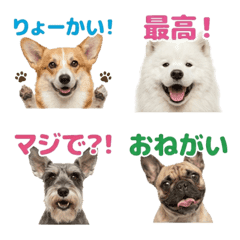Daily Dog Faces