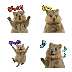 (Emoji)Happy Animal_Quokka Wallaby4