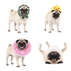 Pug Vibes