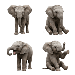 baby elephant