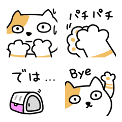 The funny cat