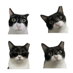 meow meow meow meow meow meow