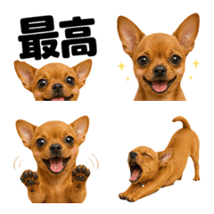 Sweet Puppy Everyday Talk