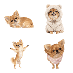 pgjdmwtpjadmulad