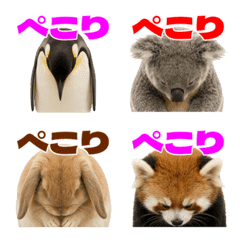 Bowing Animals
