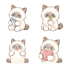cute Ragdoll