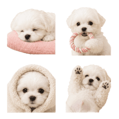 Tiny Maltese World