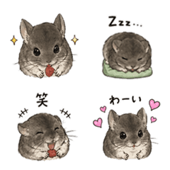 my Chinchilla